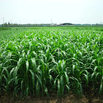 郑州冬牧草种子  甜高梁适应性强，耐盐碱，优质牧草种子大量