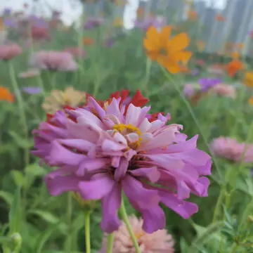 百日草种子花期长,花大色艳,花海常用品种推荐