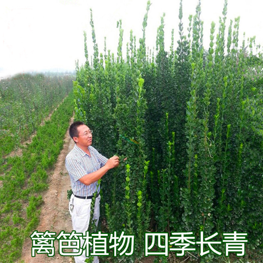 沭阳县 围墙篱笆植物大叶北海道黄杨苗冬青树苗四季常青耐寒庭院绿篱树苗