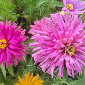 百日草种子花期长,花大色艳,花海常用品种推荐