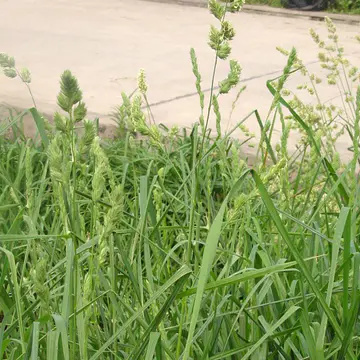 郑州耐阴草（鸭茅）别名果园草、林下草，有鸭茅种子大量供应