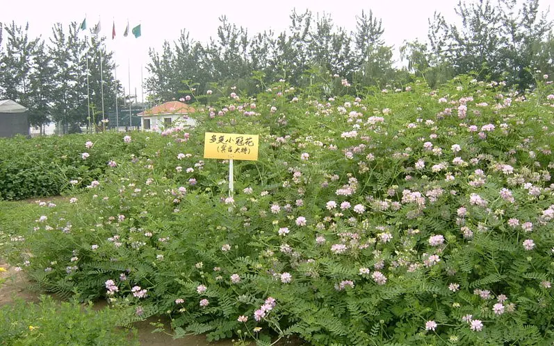 郑州小冠花种子  小冠花可边坡绿化可观赏固氮能力强可做绿肥