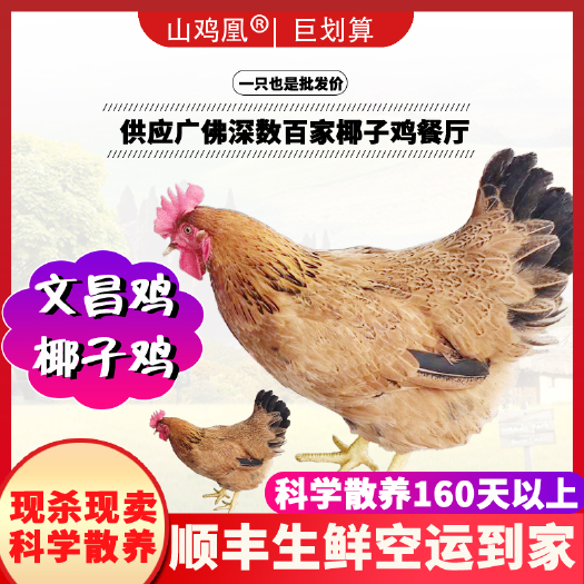 佛山土鸡  【山鸡凰】文昌鸡海南农家散养椰子鸡新鲜整鸡走地鸡土鲜