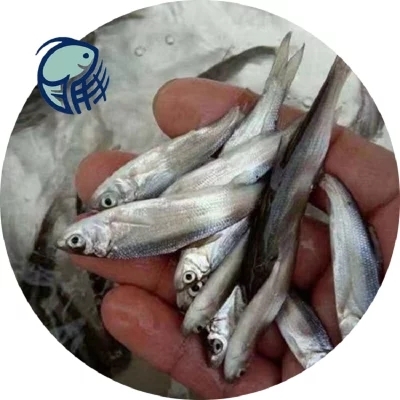 光泽县 马口鱼苗3-4cm  批发  产地直销  高质量 低价格