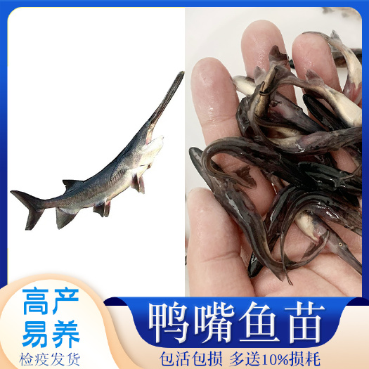 广州 鸭嘴鱼苗活体 匙吻鱼 鸭嘴鱼苗6-8公分 渔场一手好苗