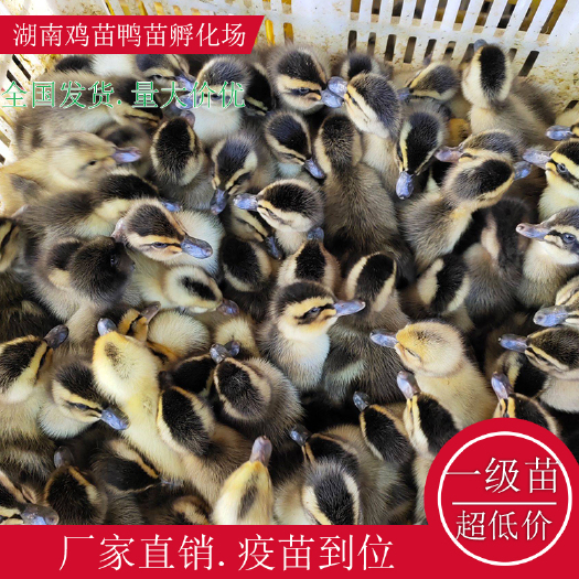 衡阳县麻鸭苗江南蛋鸭苗黑洋鸭苗高产蛋鸭苗大种麻鸭苗厂家直销量大价优