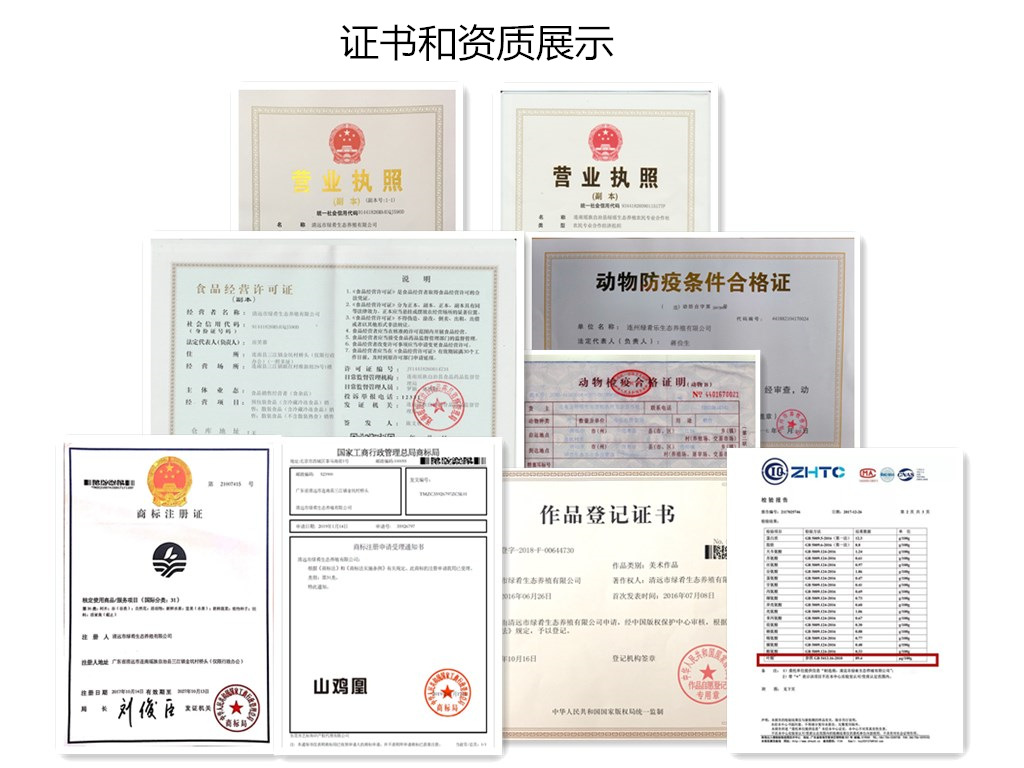 新鲜老母鸡散养600天老母土鸡现杀白条老鸡肉光鸡麻鸡禽肉批发