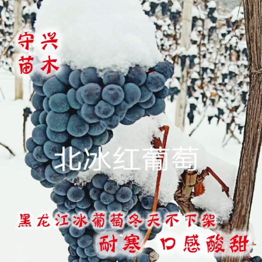  黑龙江东北北冰红葡萄苗冰葡萄苗耐寒冬天不下架冰葡萄苗
