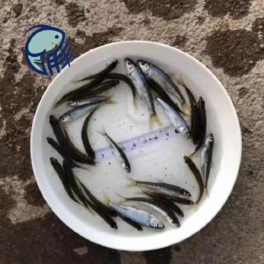 光泽县 马口鱼苗批发  产地直销一手货源  齐规格 低价格