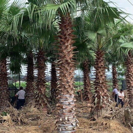 漳浦县供应华棕 老人葵 华盛顿棕 供应1-8米杆