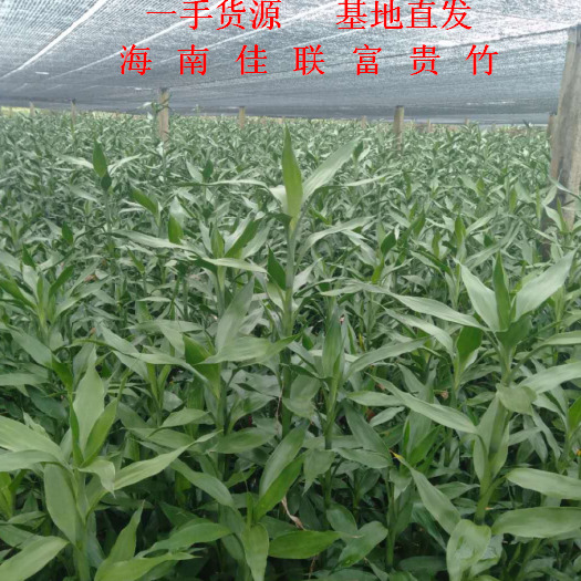 海口 富贵竹 【海南热卖】一手货源 基地直发全国