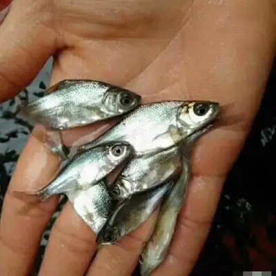 光泽县鳊鱼苗 鳊鱼（鲳）鱼苗批发  产地直销  高质量  无病 开口苗