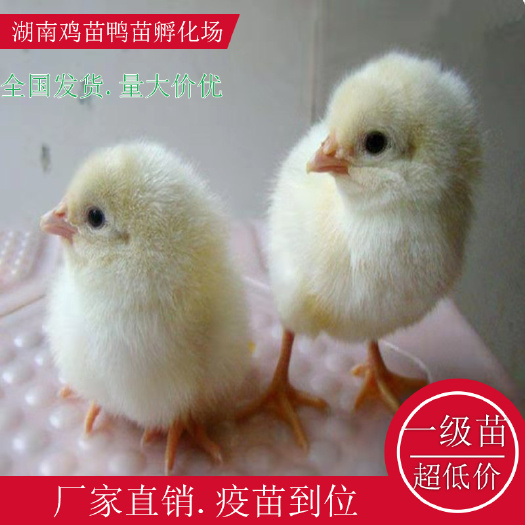 衡阳县罗曼蛋鸡苗黑羽高产绿壳蛋鸡苗五黑一绿鸡苗湖南土鸡苗跑山鸡苗