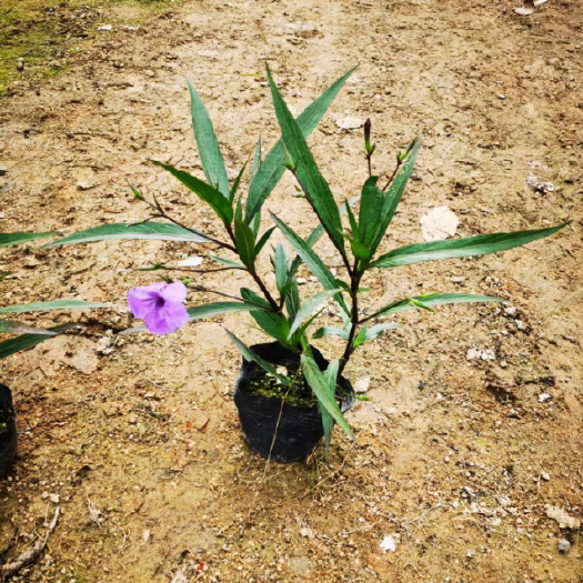 漳浦县翠芦莉盆栽  翠芦莉 大花芦莉紫 花芦莉 粉花翠芦莉 量大更优惠