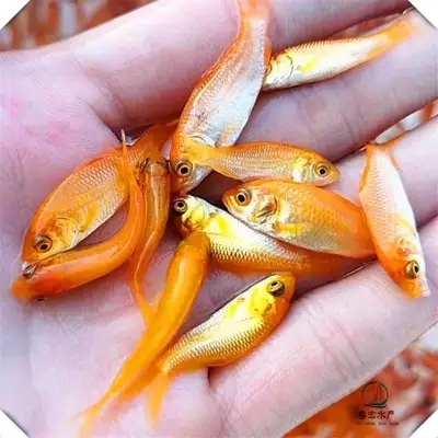 光泽县 红鲤鱼苗2-3cm  货源充足 低价格高质量养殖技术指导