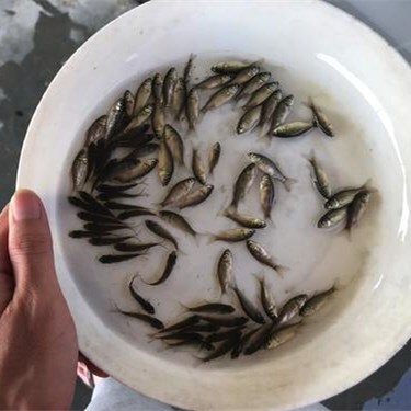 光泽县 福瑞鲤鱼苗5-10cm 低价格高质量自孵水花货源充足