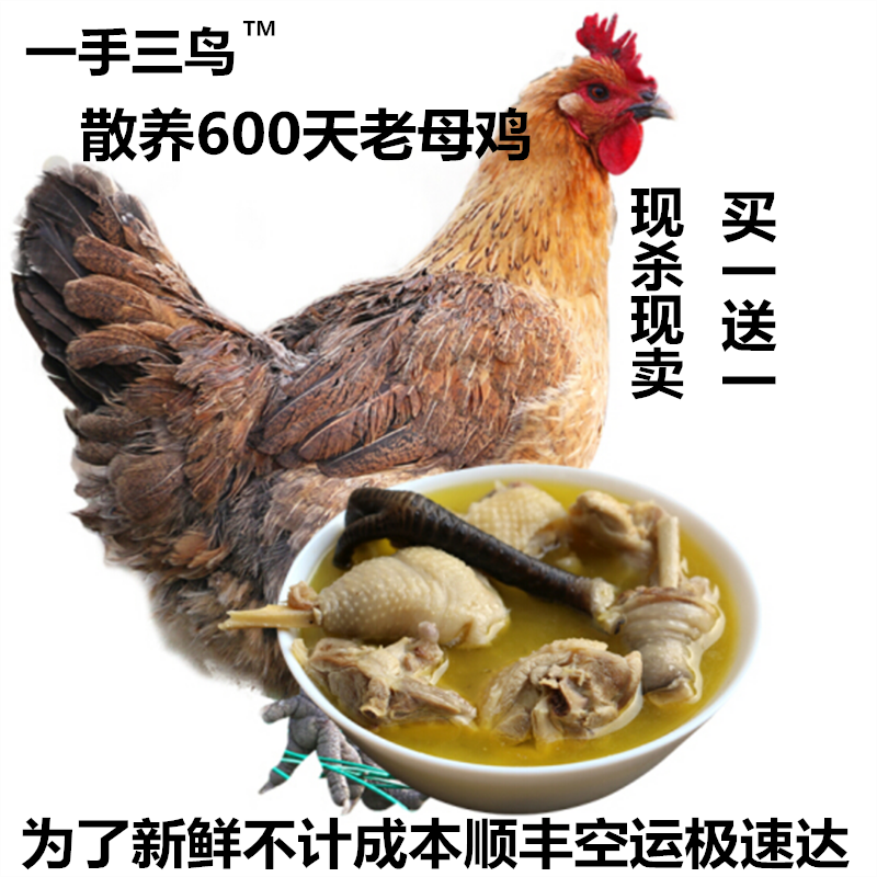 新鲜老母鸡散养600天老母土鸡现杀白条老鸡肉光鸡麻鸡禽肉批发