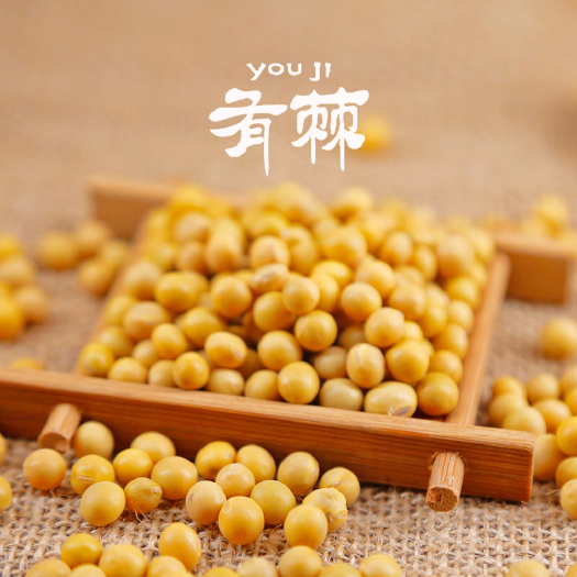长沙 黄大豆 颗粒饱满 质量好  价格低