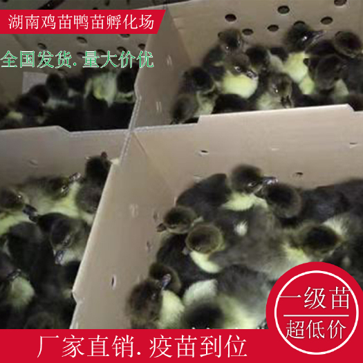 衡阳县黑番鸭苗江南蛋鸭苗黑洋鸭苗高产蛋鸭苗麻鸭苗厂家直销量大价优