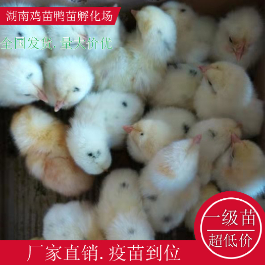 衡阳县蛋鸡苗  海兰灰鸡苗五黑一绿鸡苗绿壳鸡苗红瑶公鸡苗高产绿壳鸡苗青脚土鸡