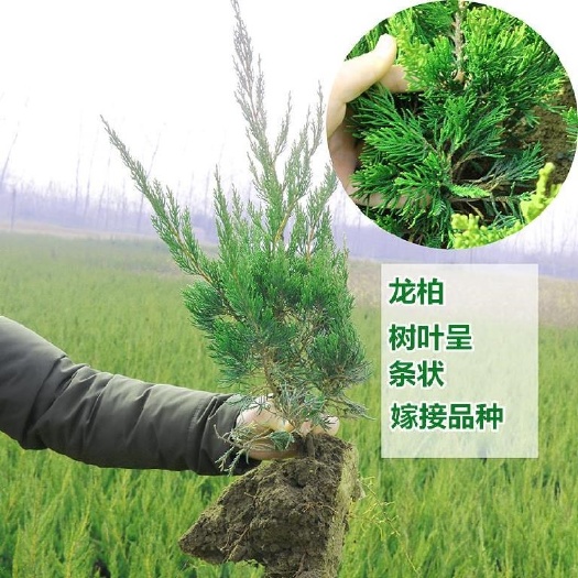 沭阳县小龙柏 直销小龙龙龙常青苗苗绿化苗木工程绿化四季柏树柏柏苗