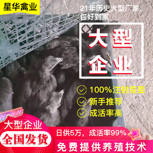 衡南县鸡苗 星华禽业提供优质五黑脱温苗厂家直销成活率高
