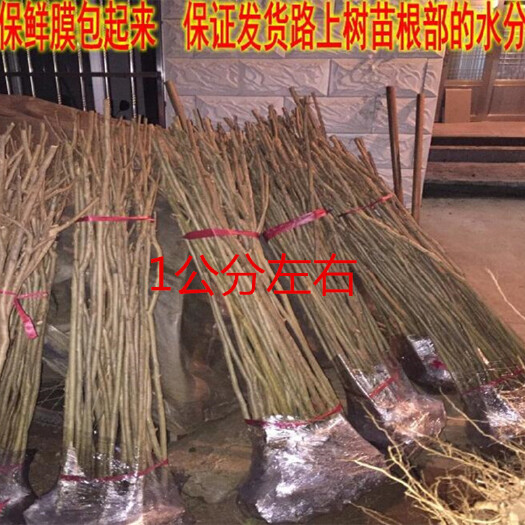 沭阳县紫薇树苗 占地拆迁紫薇苗 紫薇小苗 红火箭紫薇 花期长