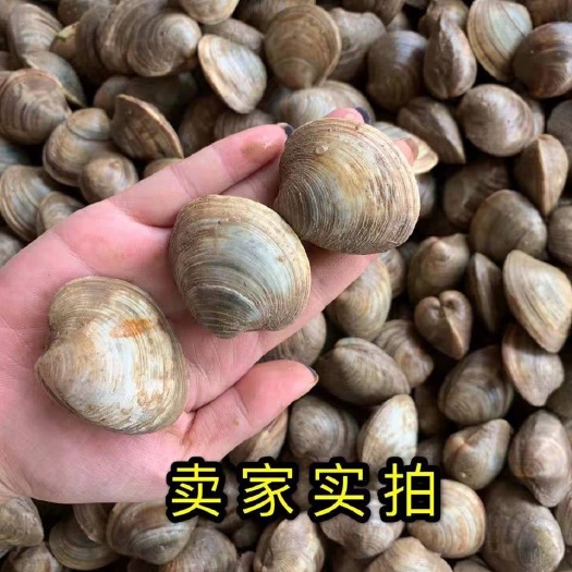 鲜活黄蚬子美贝无沙超大特大蛤蜊花蛤文蛤贝类海鲜