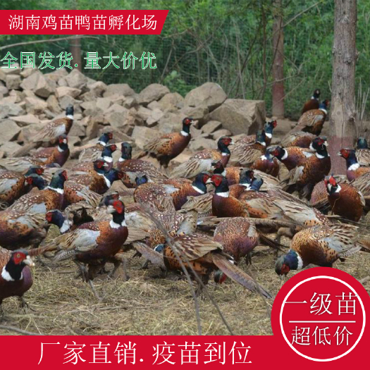 衡阳县山鸡苗珍珠鸡苗鹊山鸡苗贵妃鸡苗跑山土鸡勒绿壳蛋鸡苗疫苗到位