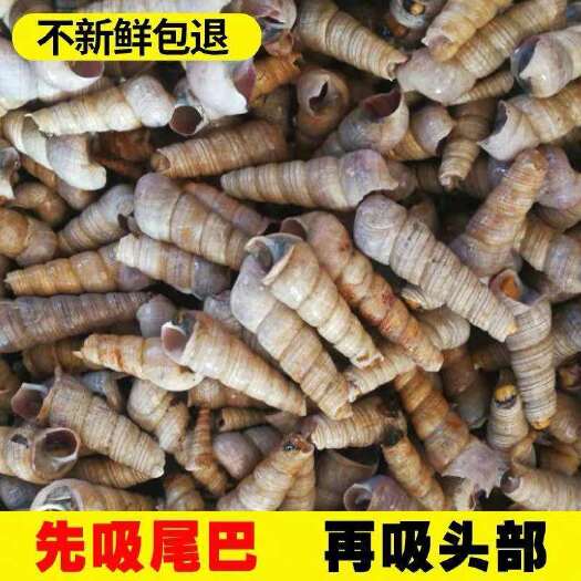 连云港海水螺鲜活去尾钉螺尖螺海螺丝新鲜长尾海螺海锥泥螺香螺花螺钉螺