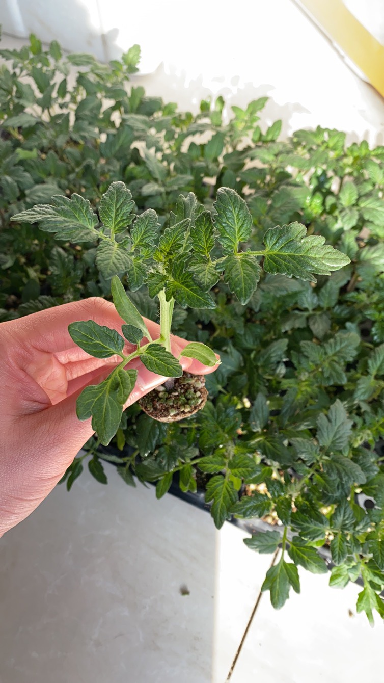 釜山88千禧小番茄苗子红色樱桃千禧圣女果苗玲珑小西红柿苗