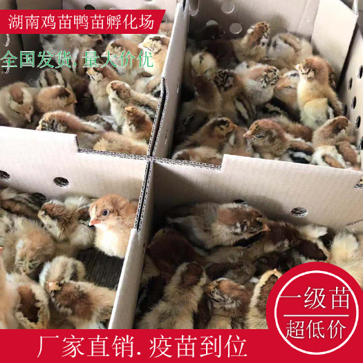 衡阳县良凤花鸡苗青脚麻鸡苗K9鸡苗土鸡苗快大黄鸡苗黑肉麻鸡苗包邮