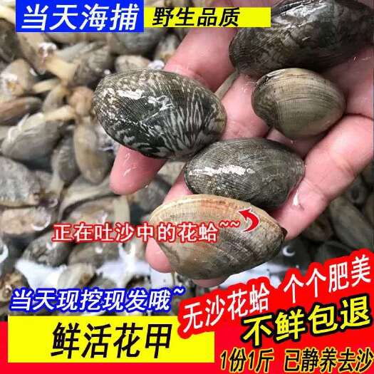 花甲鲜活无沙大花甲鲜活水产品杂色蛤花蚬子蛤蜊贝类