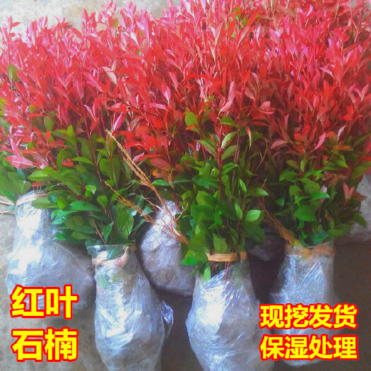 沭阳县红罗宾红叶石楠苗火焰红小苗四季常青树苗庭院工程色块绿植篱笆苗