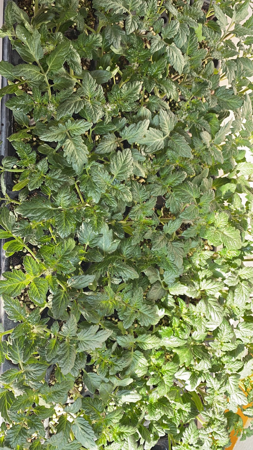 釜山88千禧小番茄苗子红色樱桃千禧圣女果苗玲珑小西红柿苗