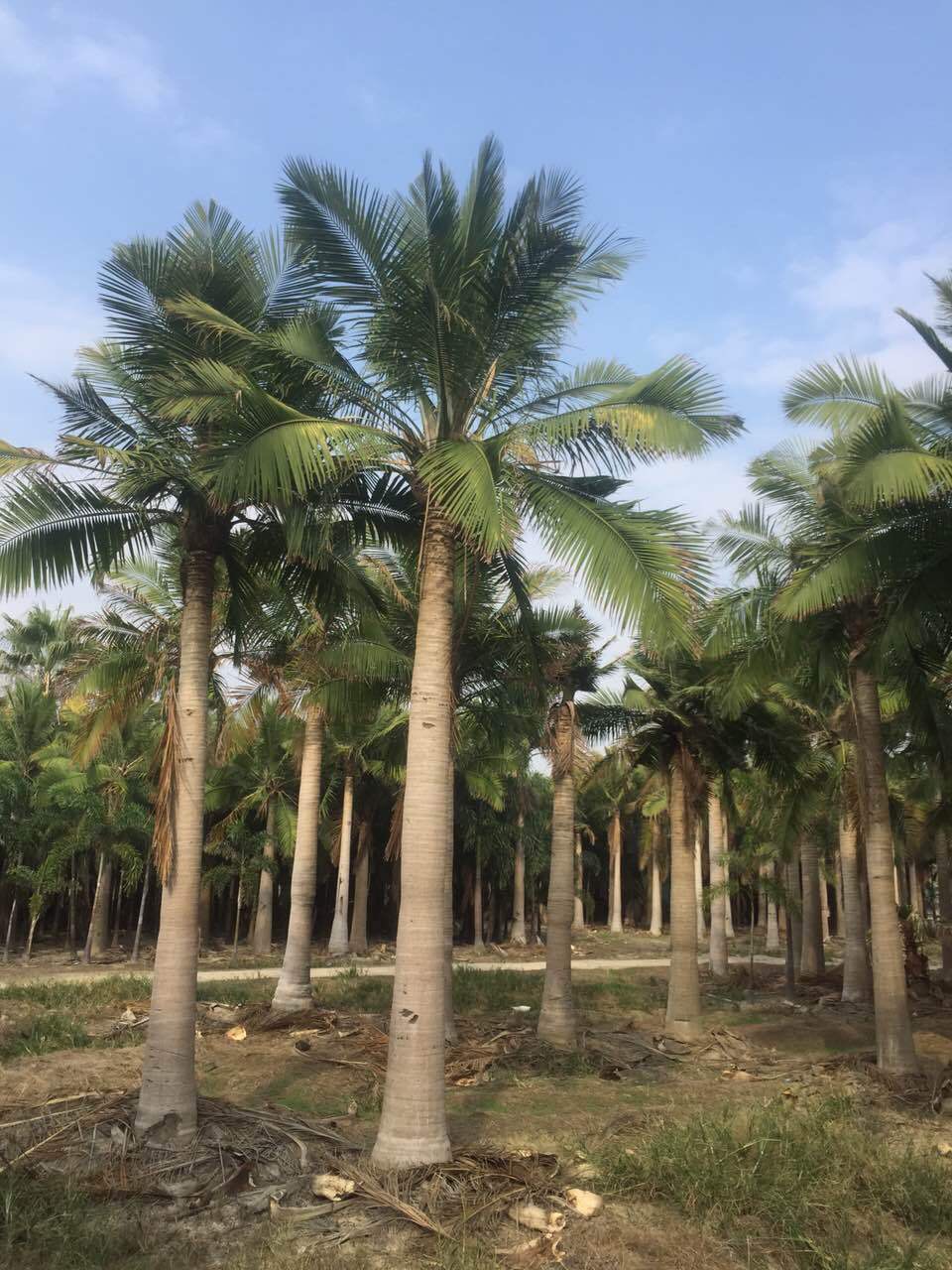 漳州棕榈树  国王椰子，适宜沿海地区作行道树，公园河滨作园景树，基地供应。