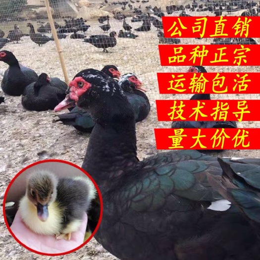 南宁西洋鸭苗 西洋鸭 火鸭苗 24小时发货