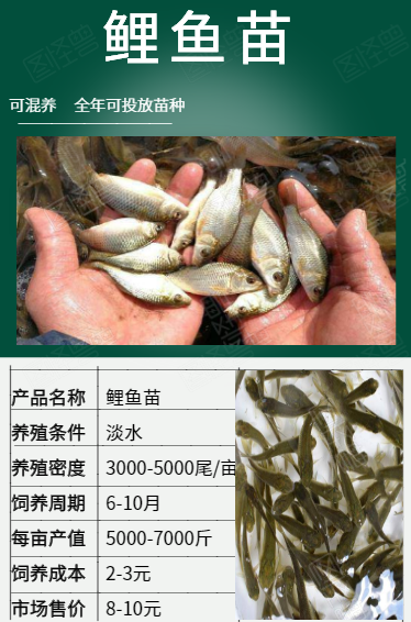 鯉魚苗 福瑞鯉苗批發(fā)  產(chǎn)地直銷  一手貨源  齊規(guī)格