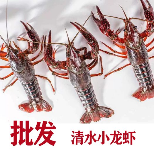 潜江市湖北清水小龙虾中青456硬规格大量批发现货塘口直发水产海鲜