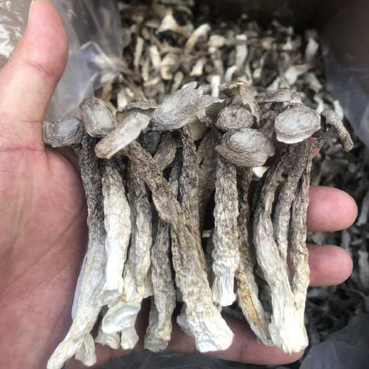 古田县鹿茸菇干货一级品产地直销切根鹿茸菌食用菌批发代发炒菜煲汤