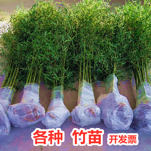 沭阳县 青竹 紫竹 黄金竹 金镶玉现挖现卖 基地直销