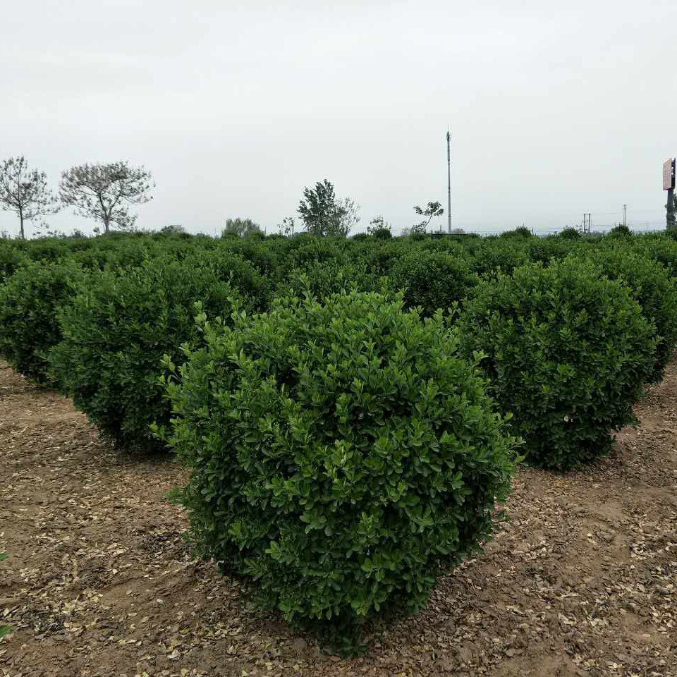 大叶黄杨苗，冬青球，万亩苗木基地，价格规格，联系详谈