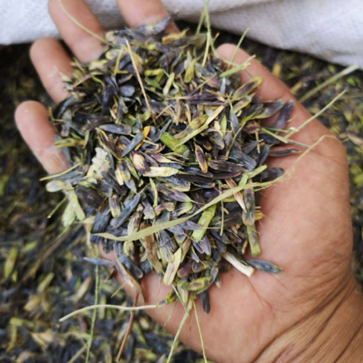 板蓝根种子板兰根种籽四季大青叶菜籽中药材药食两用盆栽种孑