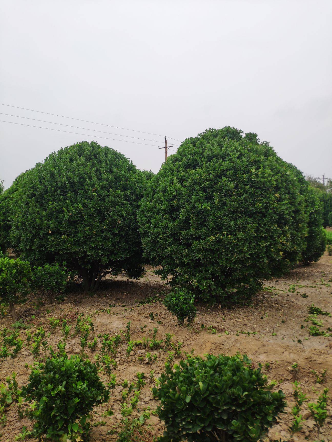 大叶黄杨苗，冬青球，万亩苗木基地，价格规格，联系详谈