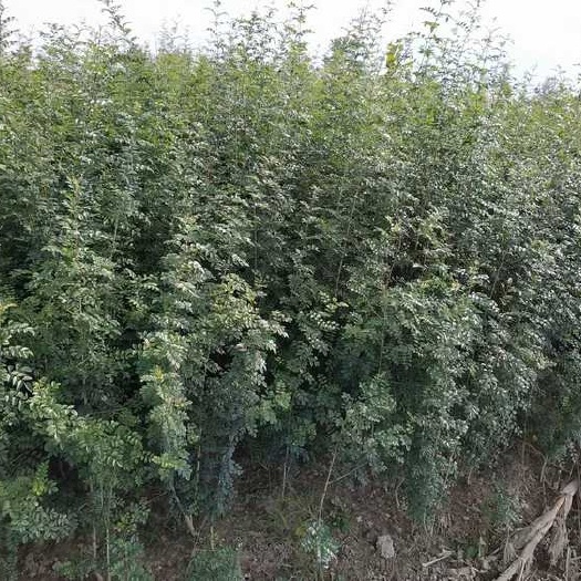  小叶白蜡