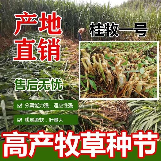甜象草苗  四季常青高产  象草种节 桂牧一号、甜象草、巨菌