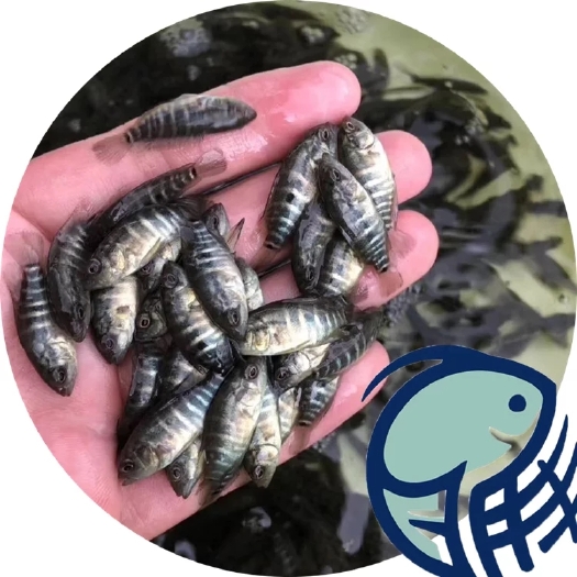 光泽县鱼苗 石斑苗4-7cm 大量优质 一手货源 低价格 高质量
