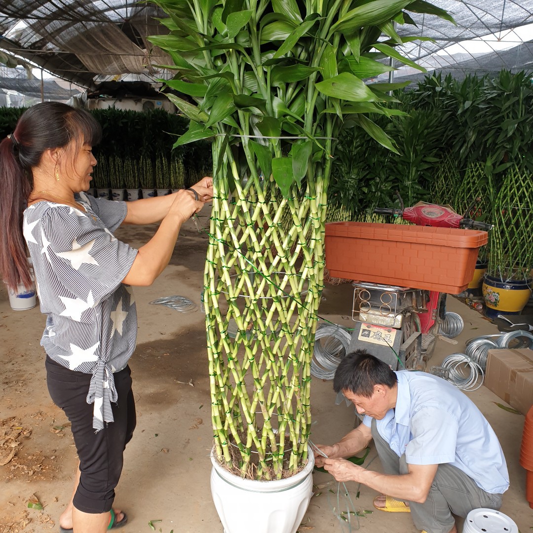 基地直供发货室内室外四季常青绿植景观盆景盆栽富贵竹笼