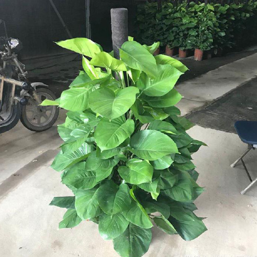长沙基地直供大绿萝绿植盆栽净化空气绿萝柱