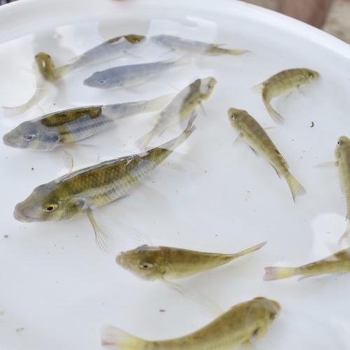 光泽县 鲫鱼苗3-5cm量大从优货源充足养殖技术指导自孵水花
